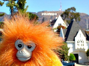 Minkey at Hollywood Hills Sign