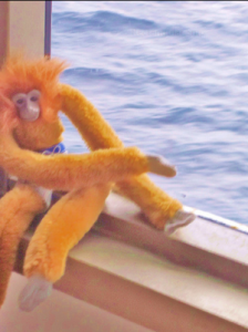 Minkey at the Window of the Cruise Ship to the Bahamas